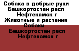 Собака в добрые руки - Башкортостан респ., Нефтекамск г. Животные и растения » Собаки   . Башкортостан респ.,Нефтекамск г.